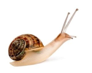 Snail